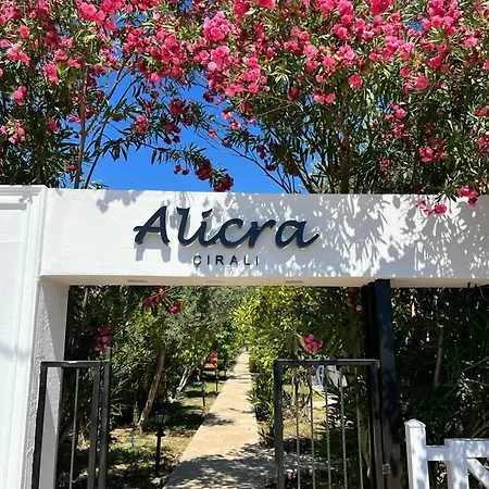 Alicra Çıralı